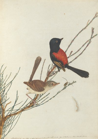 Curruca escarlata y negra. Lewin, John. Aves de Nueva Gales del Sur con su historia natural. Sídney de John William Lewin